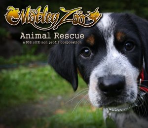 Click here to learn more about Motley Zoo