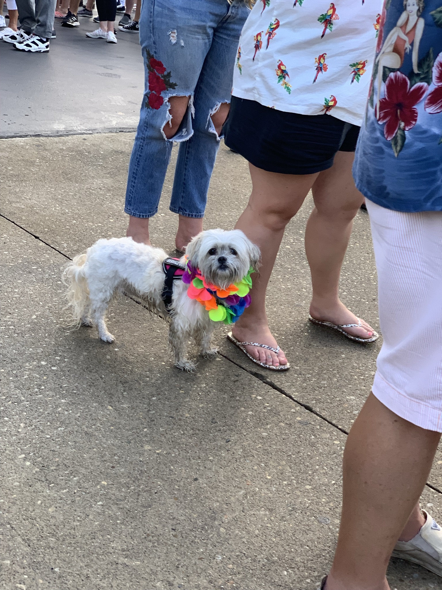 Parrot Head Dog